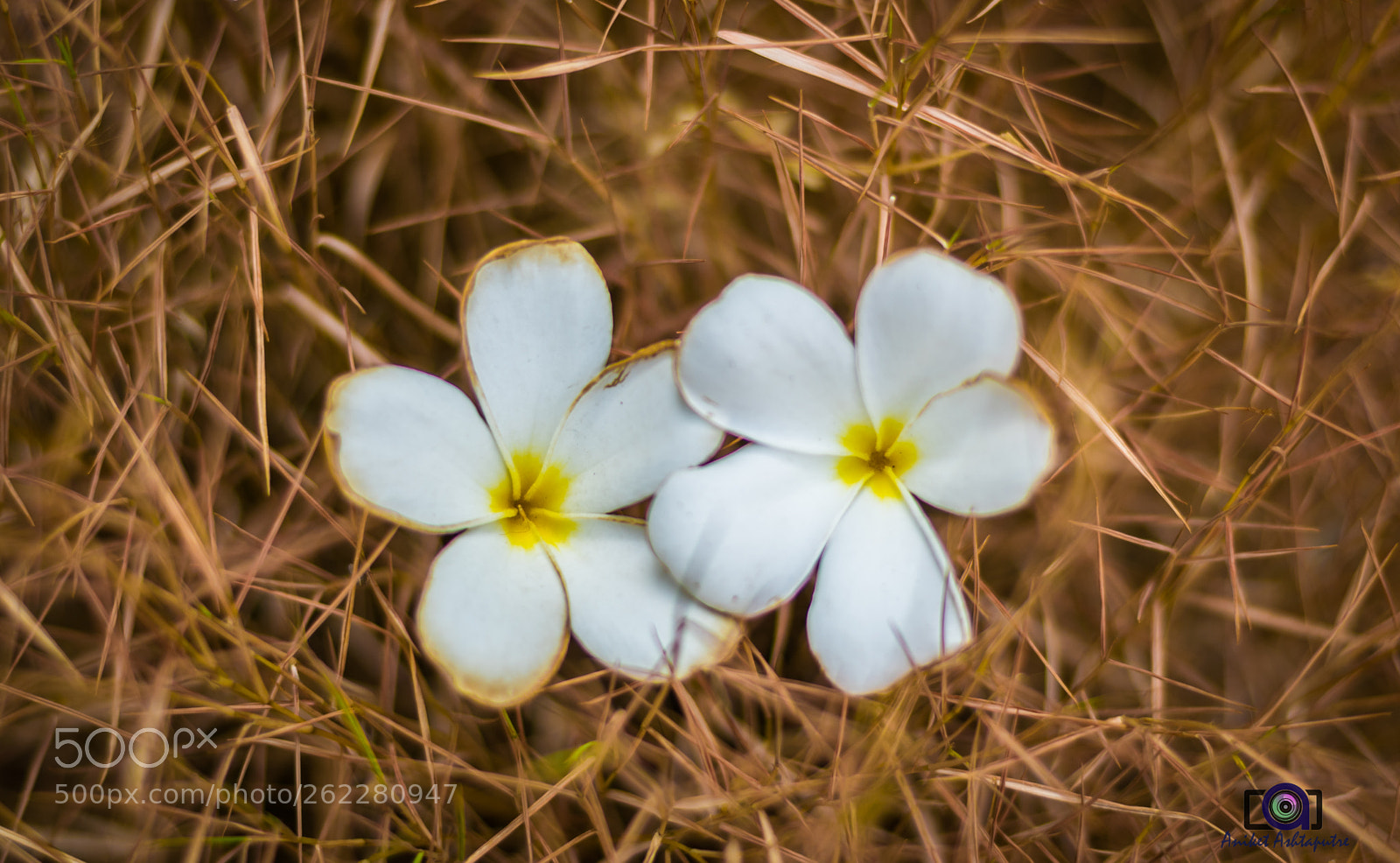 Nikon D5300 sample photo. Fallen flowers photography