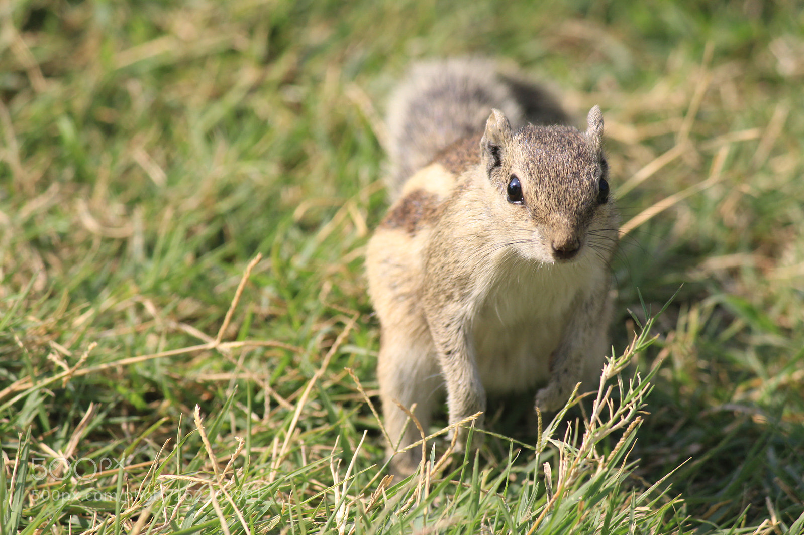 Canon EF-S 55-250mm F4-5.6 IS II sample photo. Nature photography
