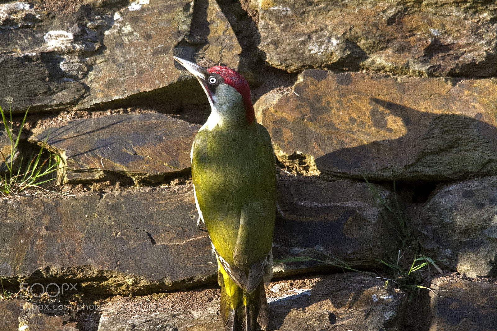 Canon EOS 7D sample photo. Woodpecker photography