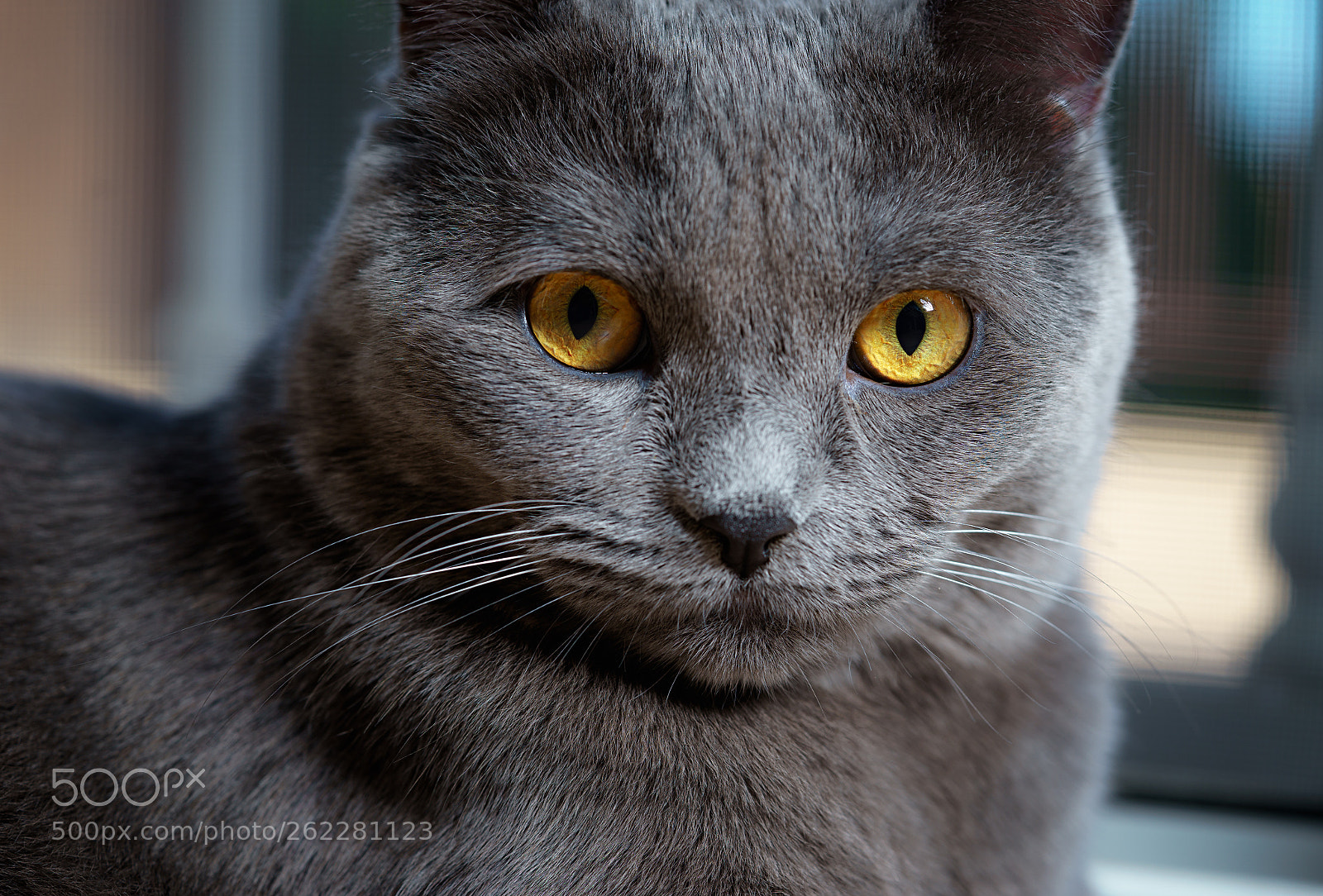 Sony a7 II sample photo. The king photography