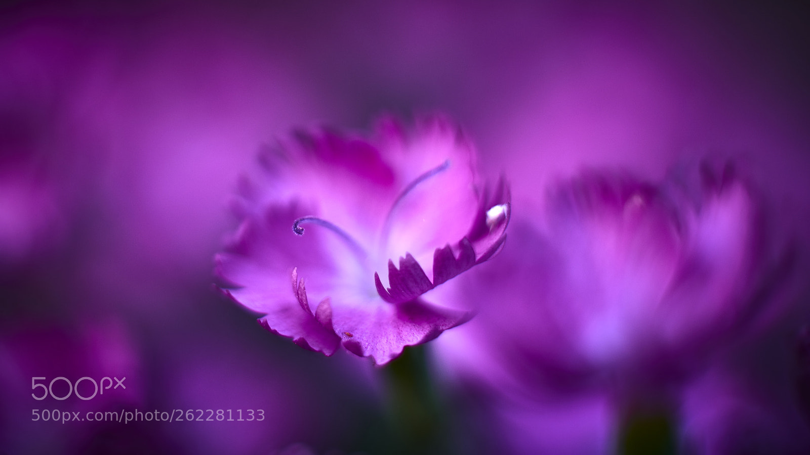 Nikon D800E sample photo. Dreamworld ii photography