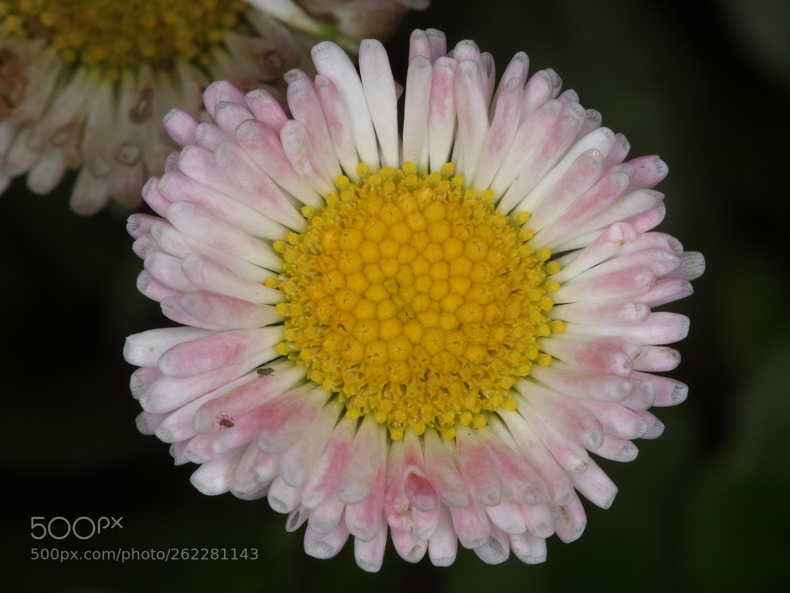 Canon EOS 5D Mark II sample photo. Img photography