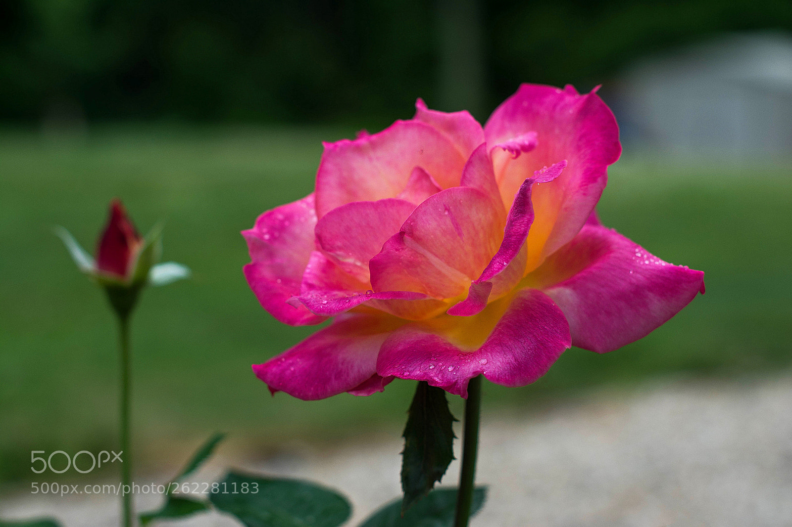 Nikon D7100 sample photo. Untitled photography