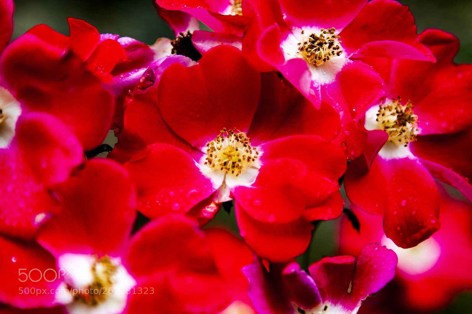 Canon EOS 50D sample photo. Flowers in red photography