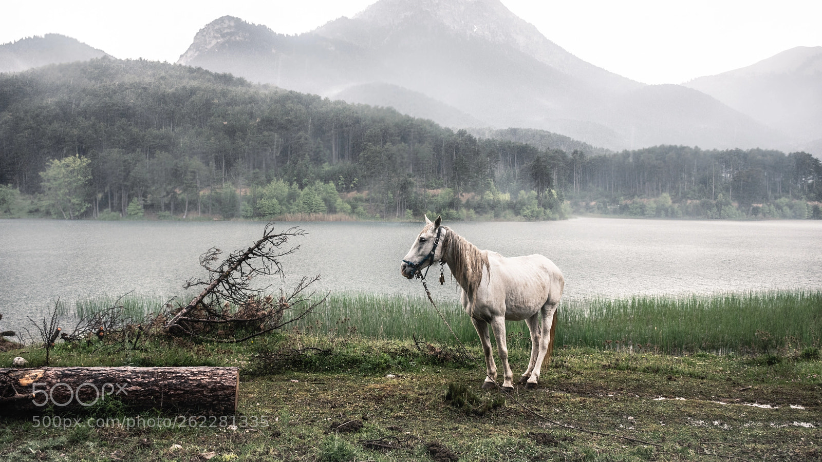 Nikon D7200 sample photo. Lonely horse photography