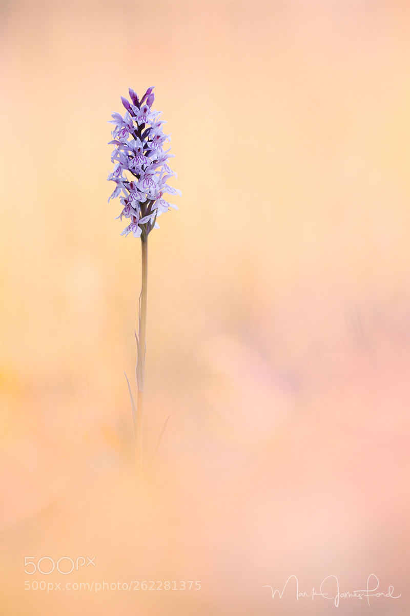 Sigma sd Quattro H sample photo. Fuchs' meadow photography