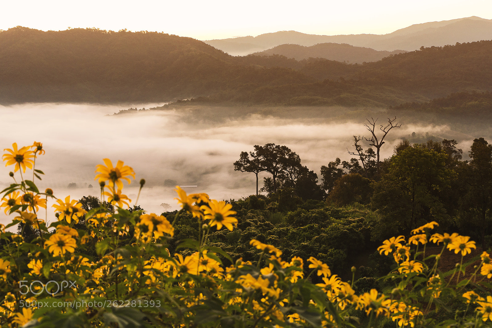 Canon EOS 6D sample photo. Morning mist, with flower. photography