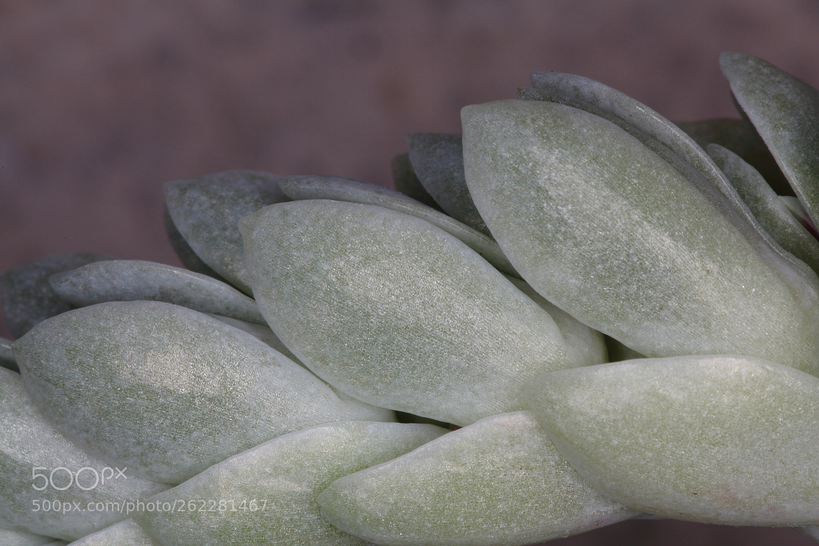 Canon EOS 5D Mark II sample photo. Img photography