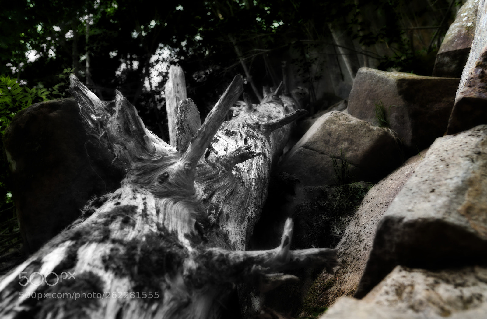 Nikon D850 sample photo. Bones of forest photography