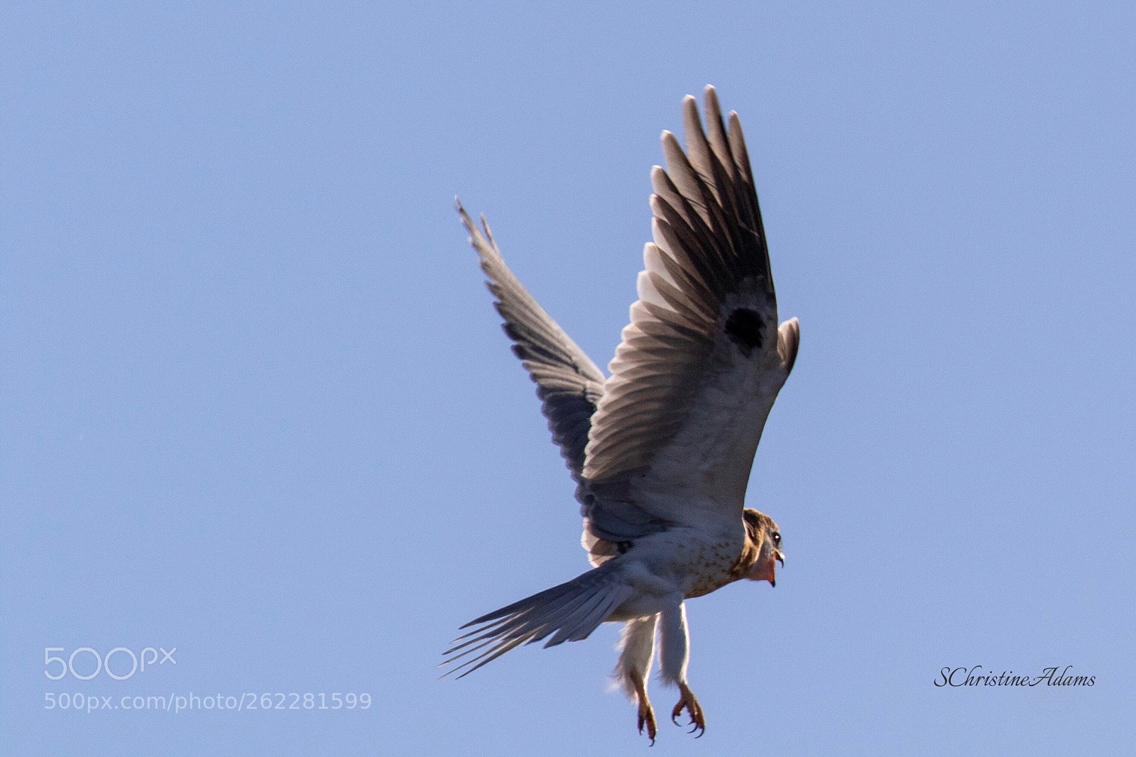 Canon EOS 7D Mark II sample photo. Hungry fledgling! photography