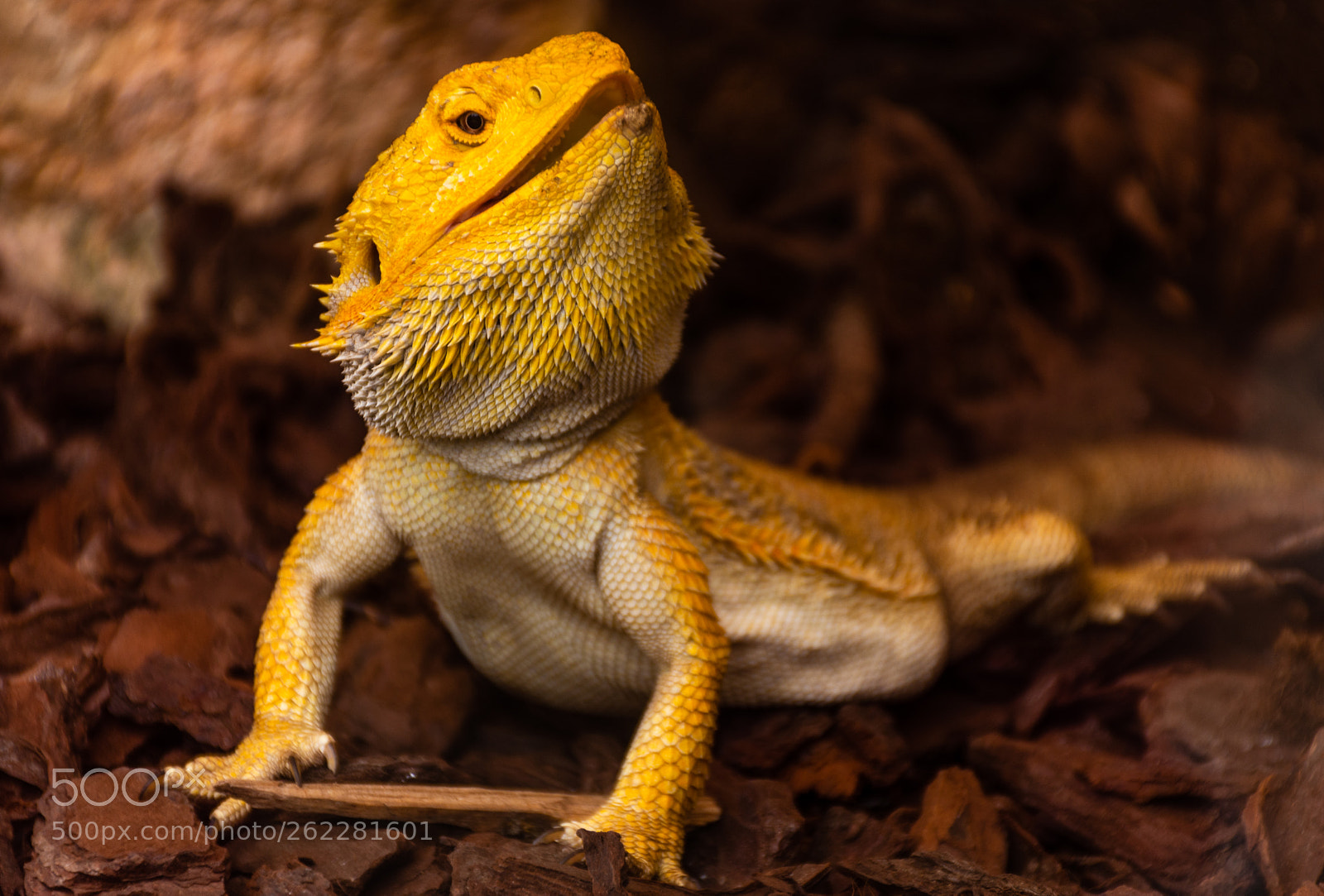Nikon D7200 sample photo. Lizard photography