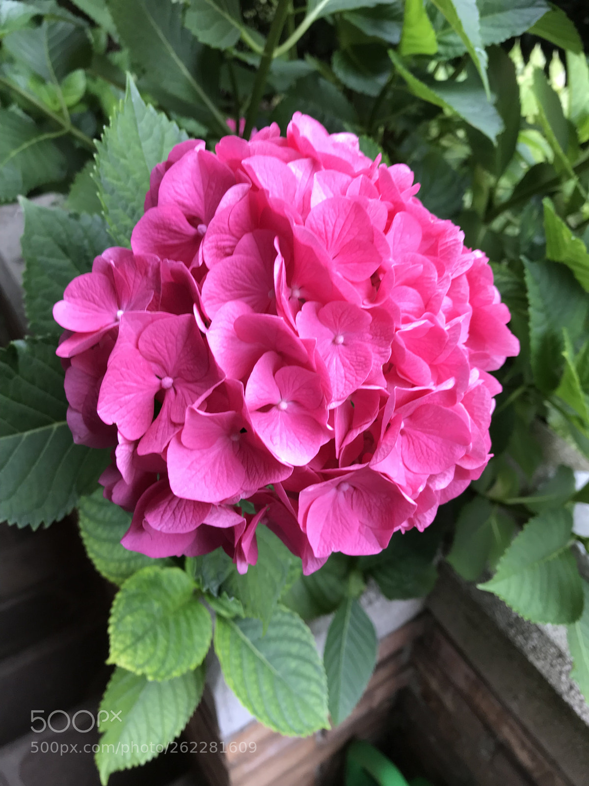 Apple iPhone 7 Plus sample photo. Untitled photography