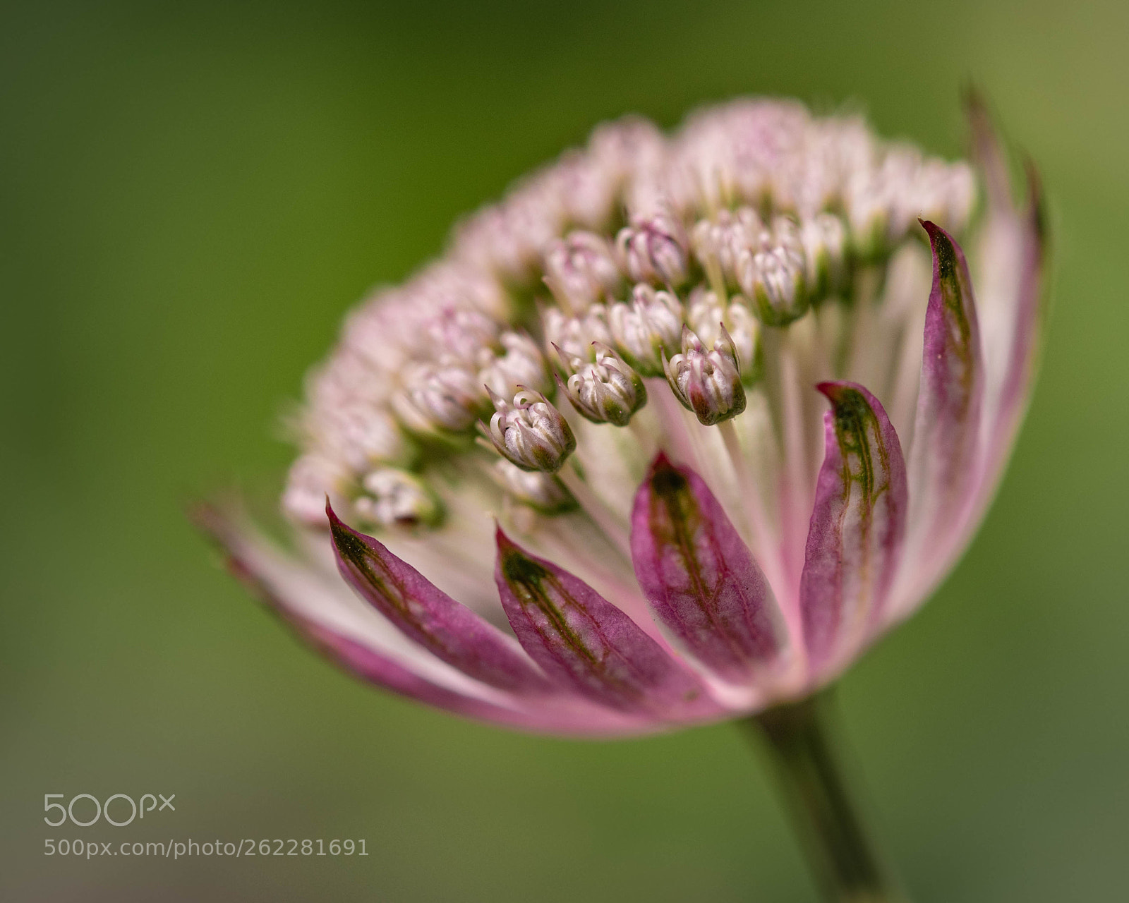Nikon D5300 sample photo. Astrantia photography