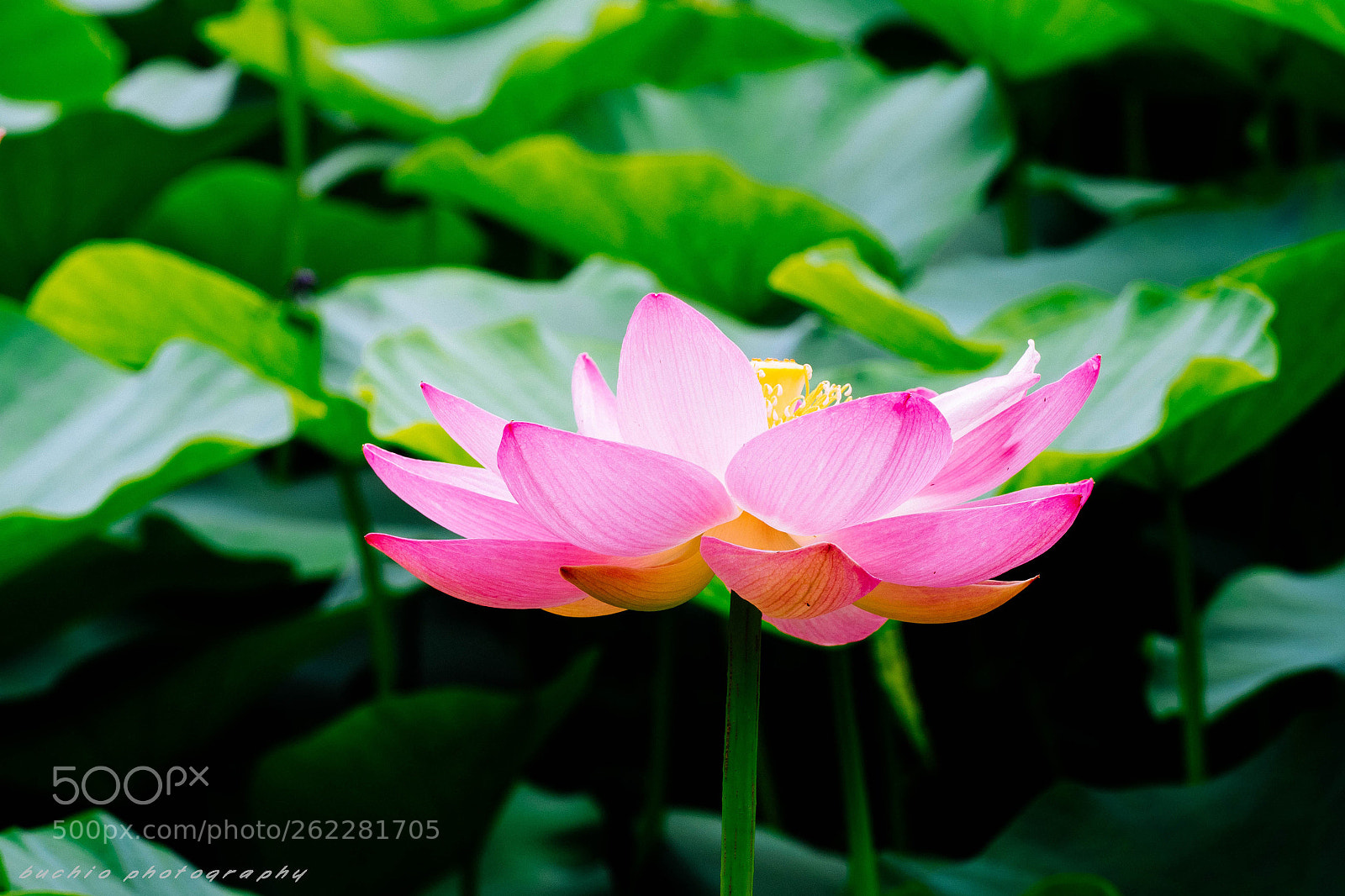 Olympus OM-D E-M1 Mark II sample photo. Oga lotus photography
