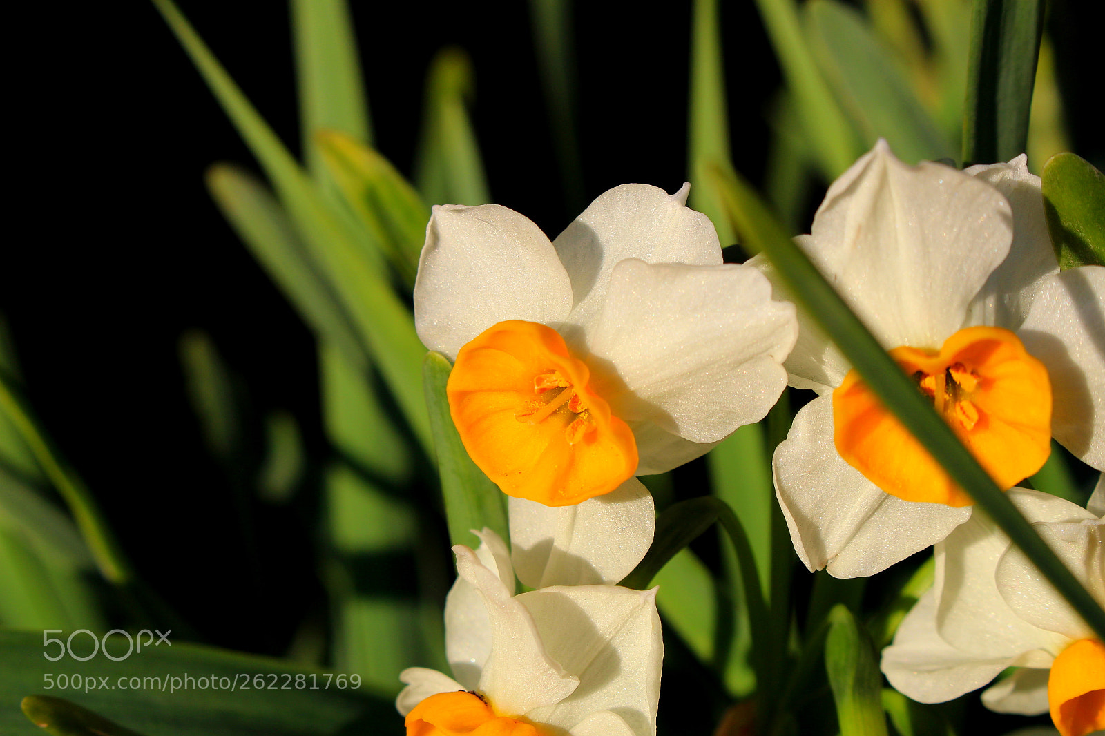 Canon EOS 700D (EOS Rebel T5i / EOS Kiss X7i) sample photo. Flowers do not know photography