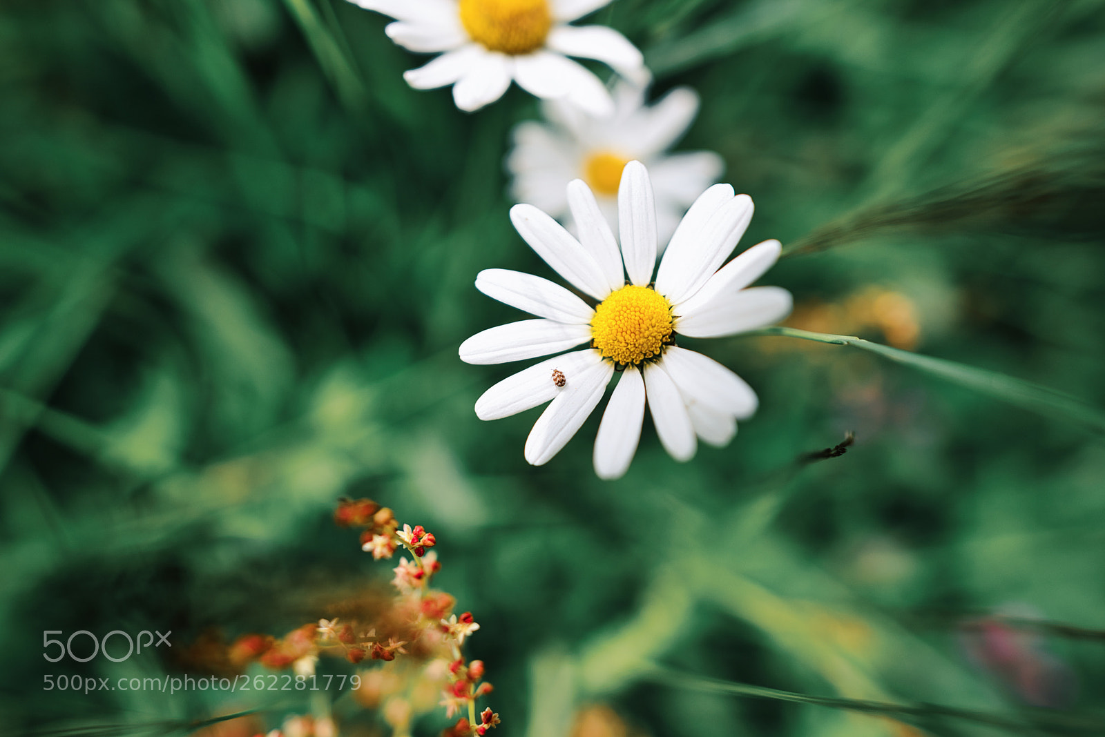 Nikon D750 sample photo. Small bug on a photography