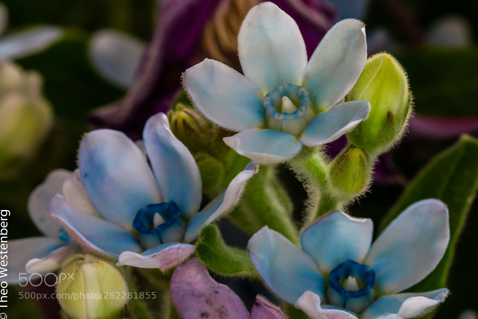 Canon EOS 70D sample photo. Trio in blue photography