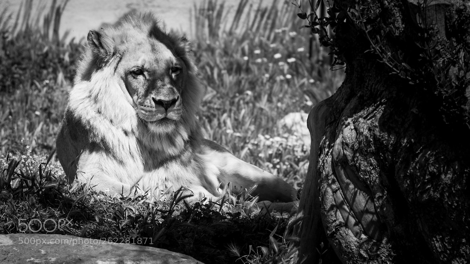 Nikon D7200 sample photo. Lion photography