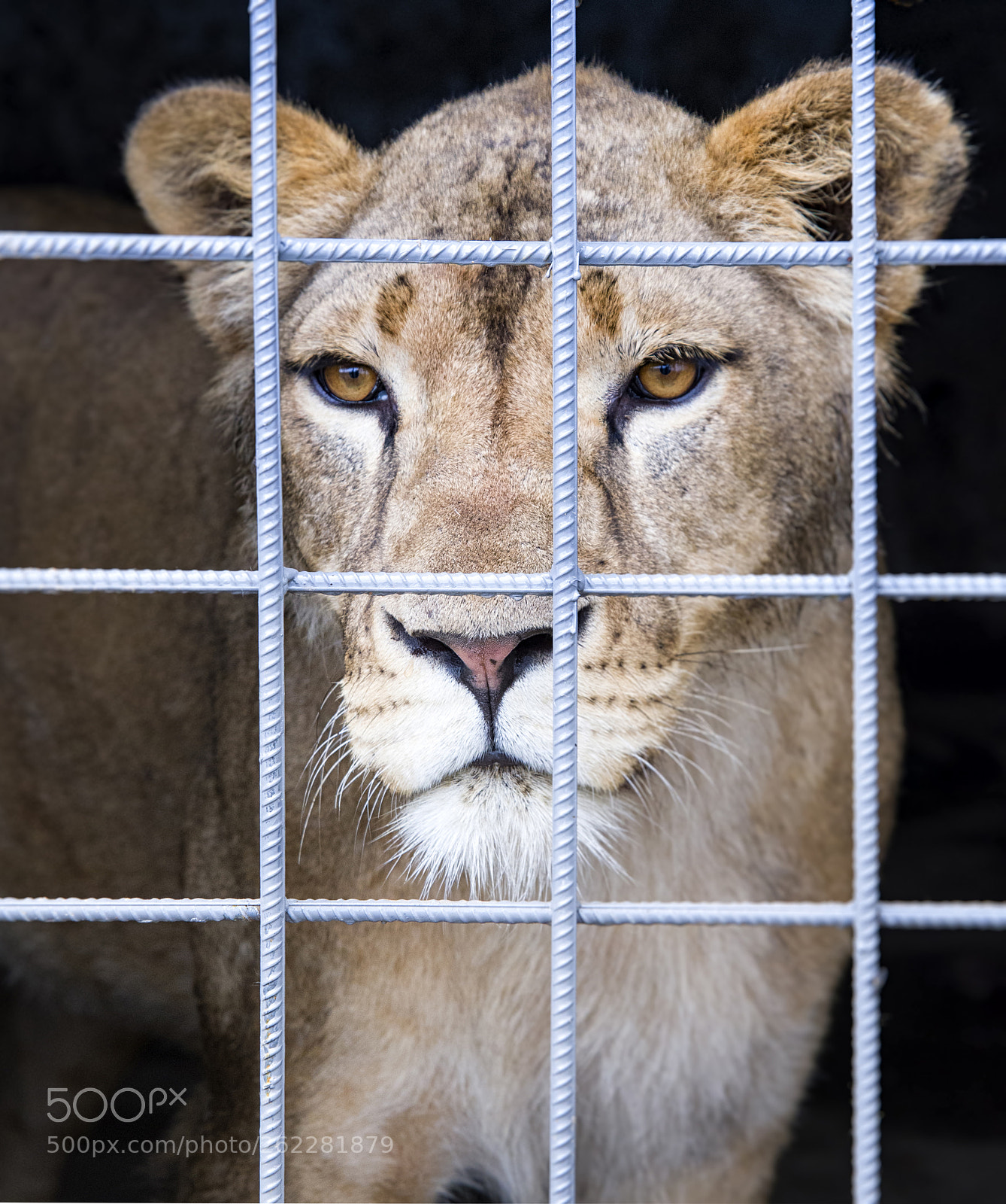 Nikon D500 sample photo. Lion looking photography