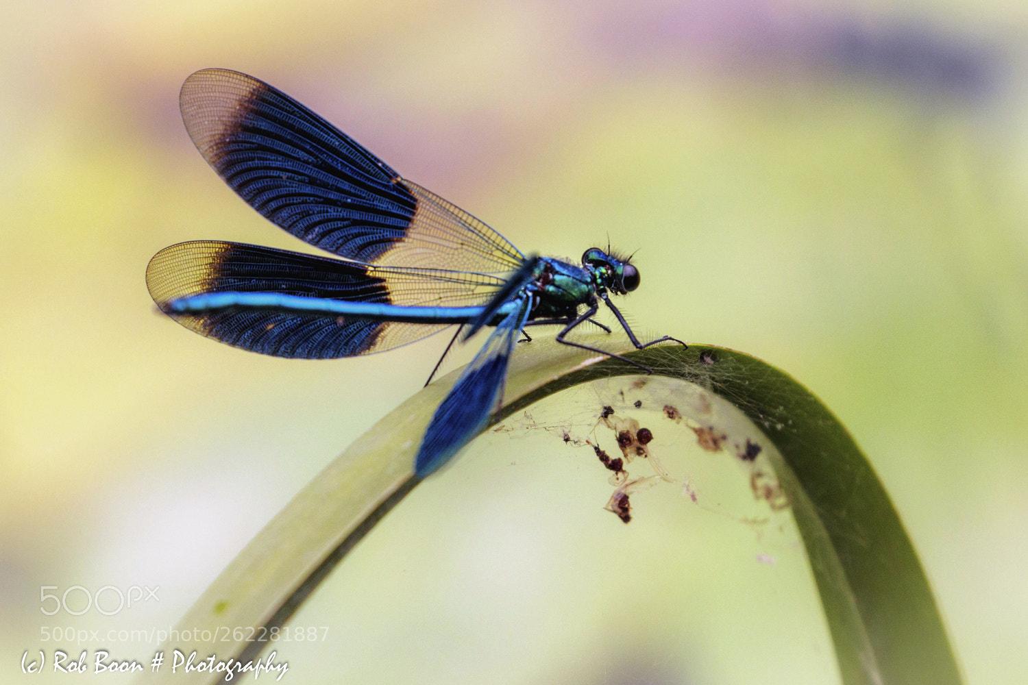 Canon EOS 5DS sample photo. Dragonfly 2 photography