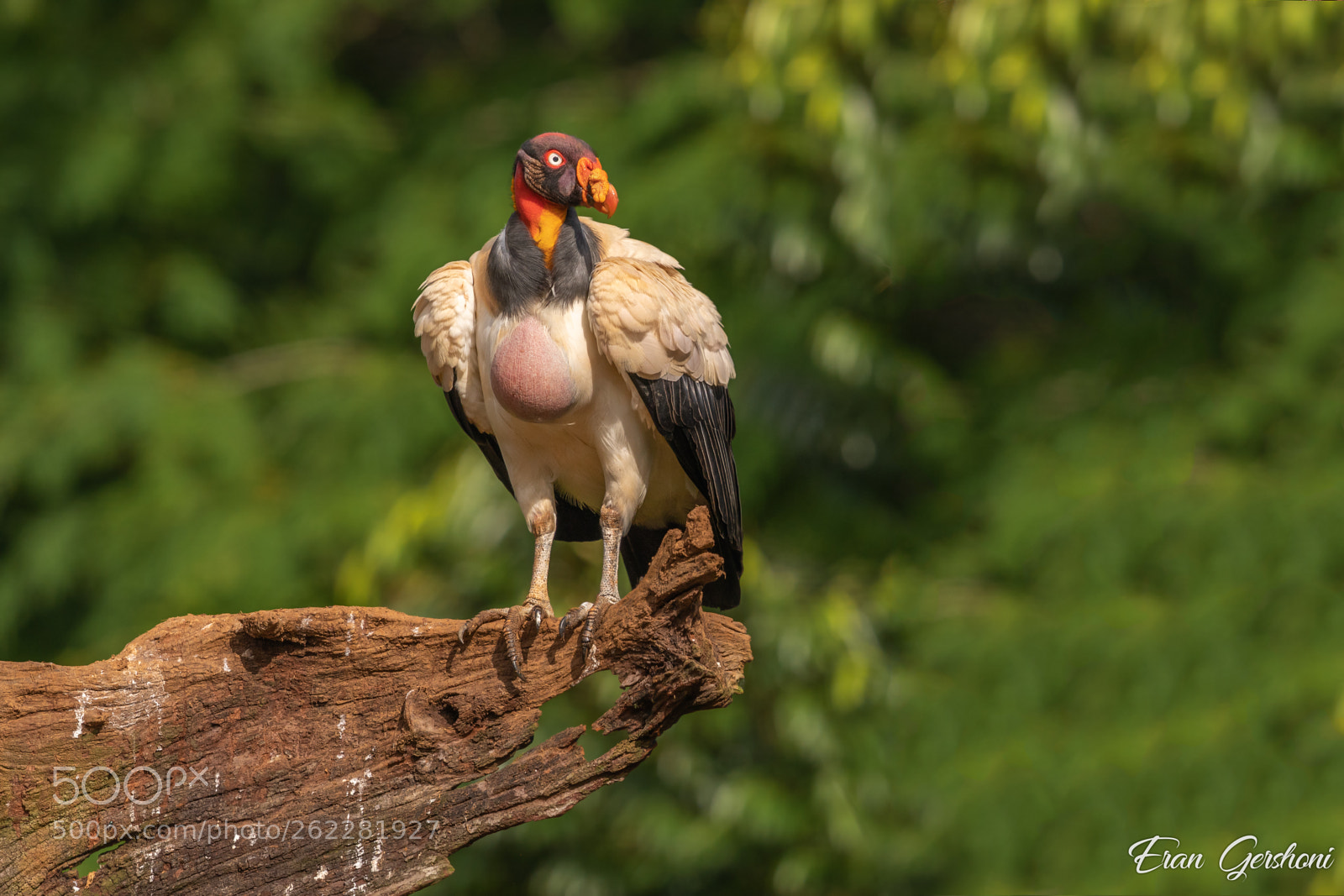 Canon EOS 5D Mark IV sample photo. King vulture photography