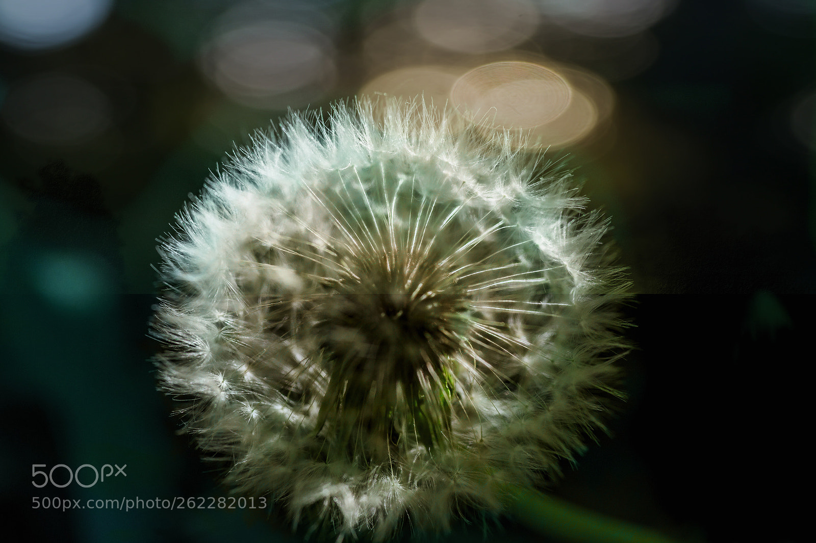 Nikon D4 sample photo. Magical dandelion photography