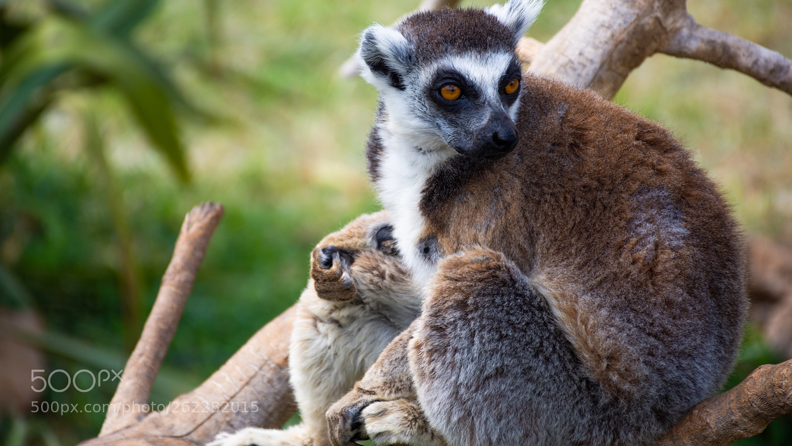 Nikon D7200 sample photo. Lemur photography