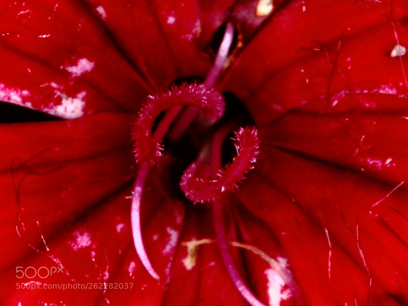 Canon EOS 5D Mark II sample photo. Bis photography