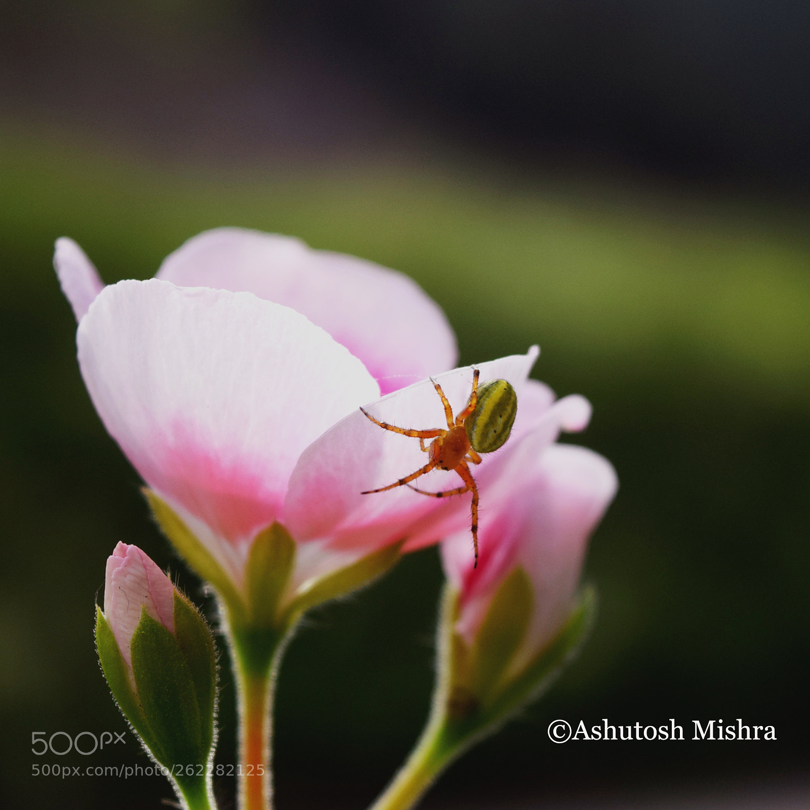 Nikon D5300 sample photo. Bee on the flower photography