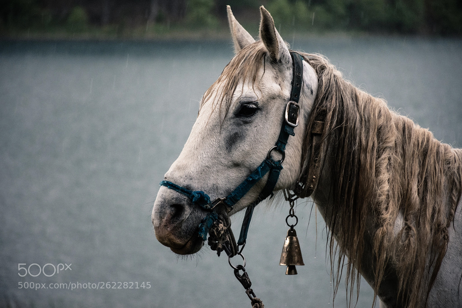Nikon D7200 sample photo. Horse in the rain photography