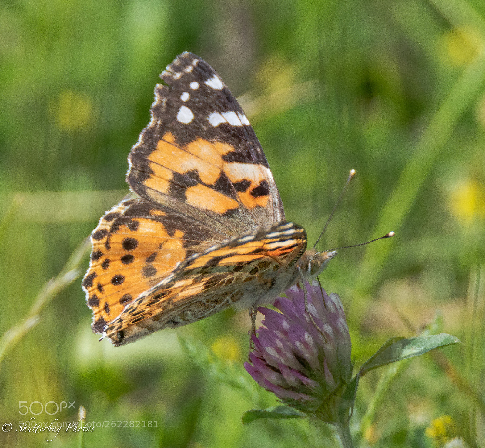 Canon EOS 80D sample photo. Painted lady photography