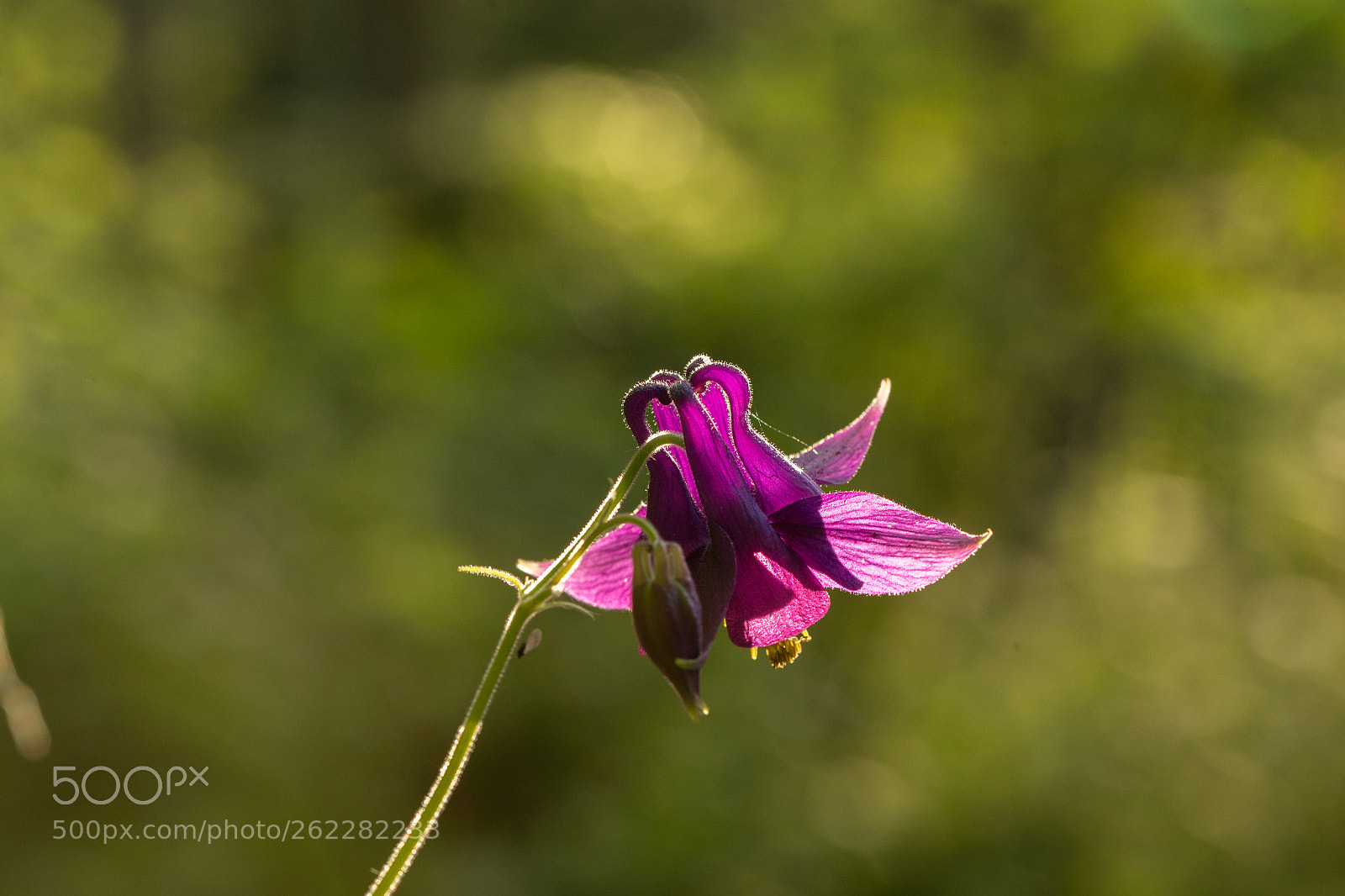 Canon EOS 6D sample photo. Campanula photography