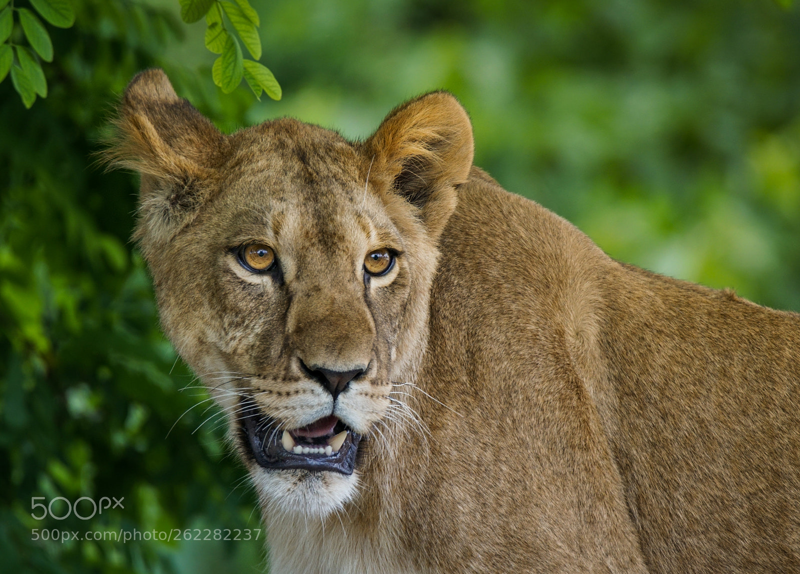 Sony ILCA-77M2 sample photo. Lion photography