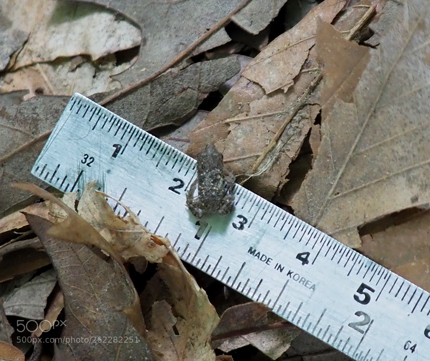 Olympus OM-D E-M1 Mark II sample photo. About the size of photography