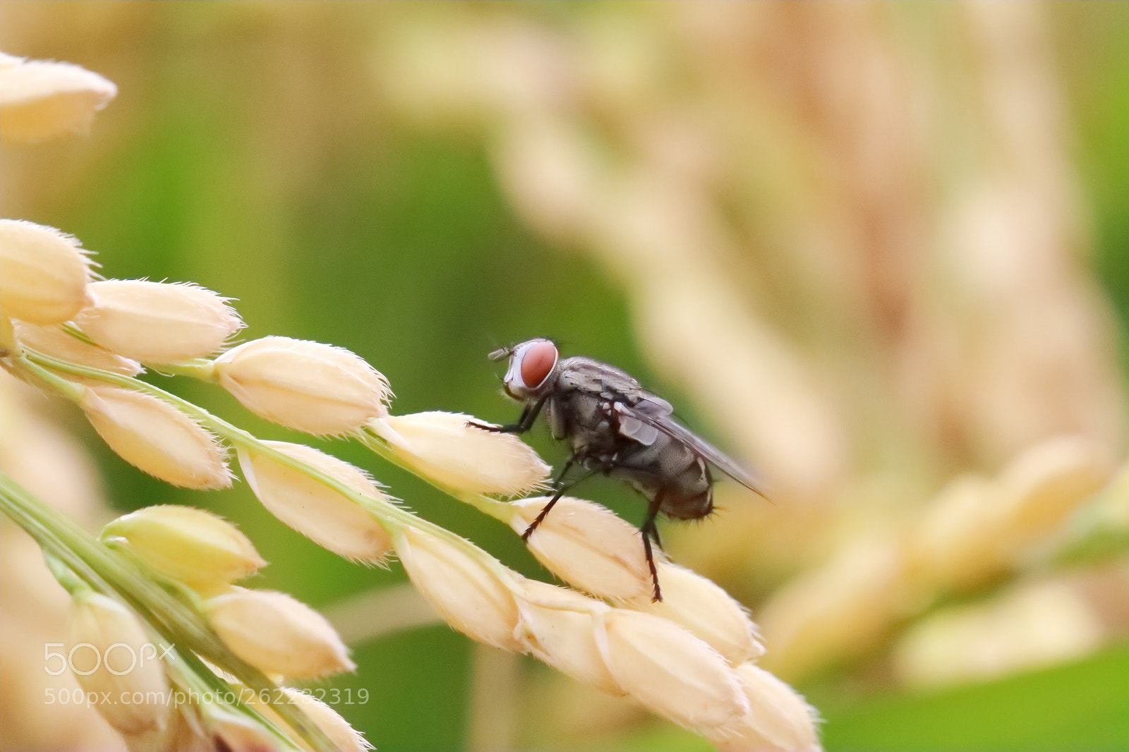 Canon EOS 7D sample photo. 大眼睛 photography