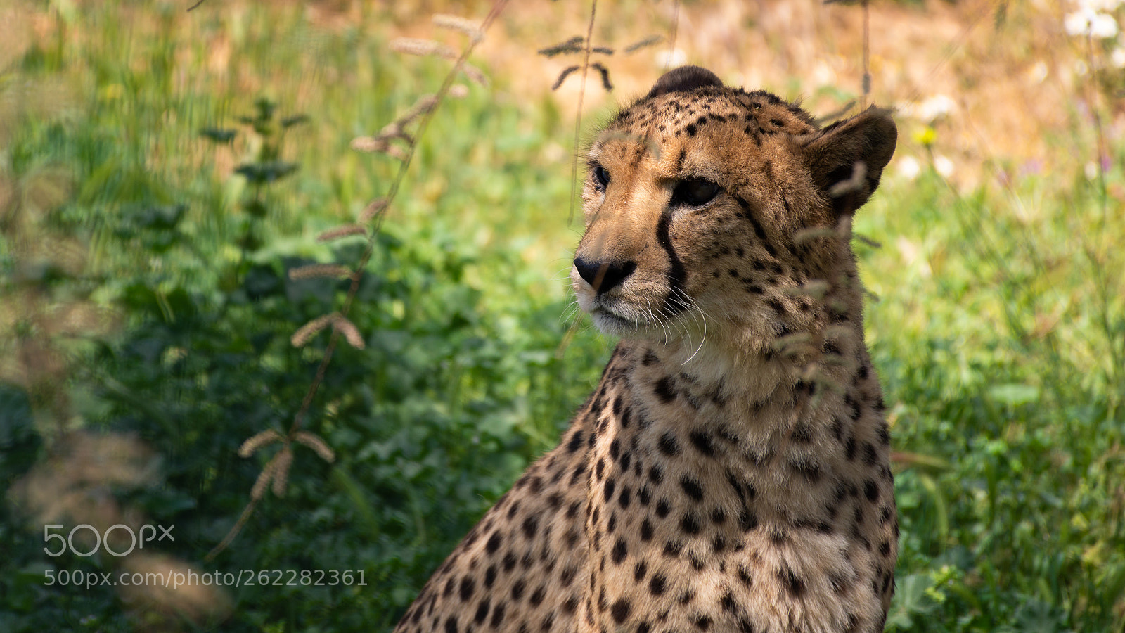 Nikon D7200 sample photo. Cheetah photography