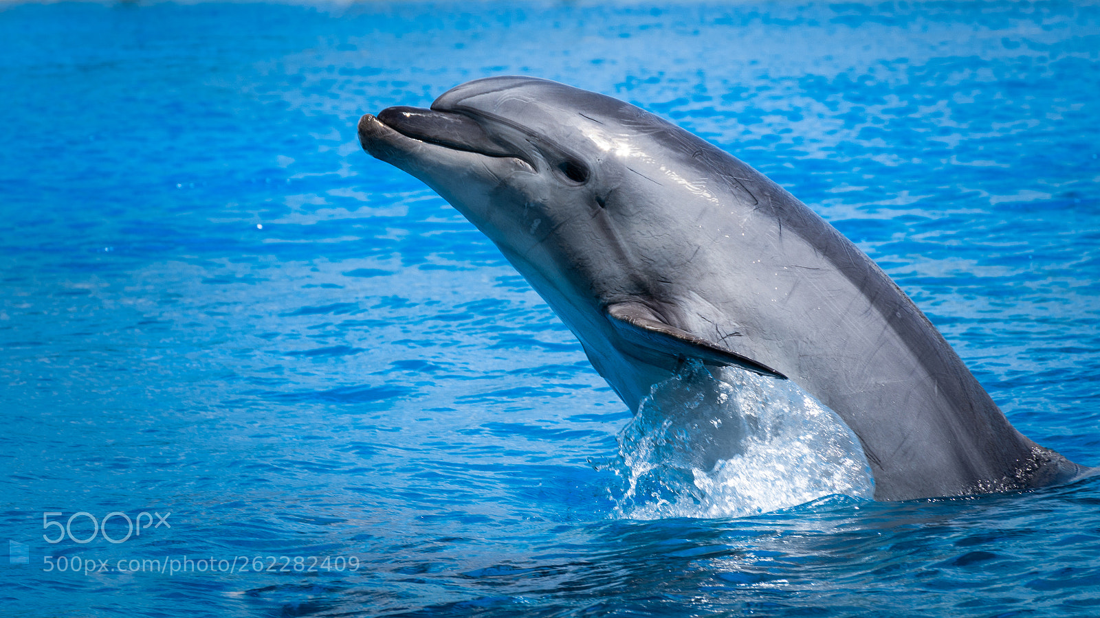 Nikon D7200 sample photo. Dolphin photography