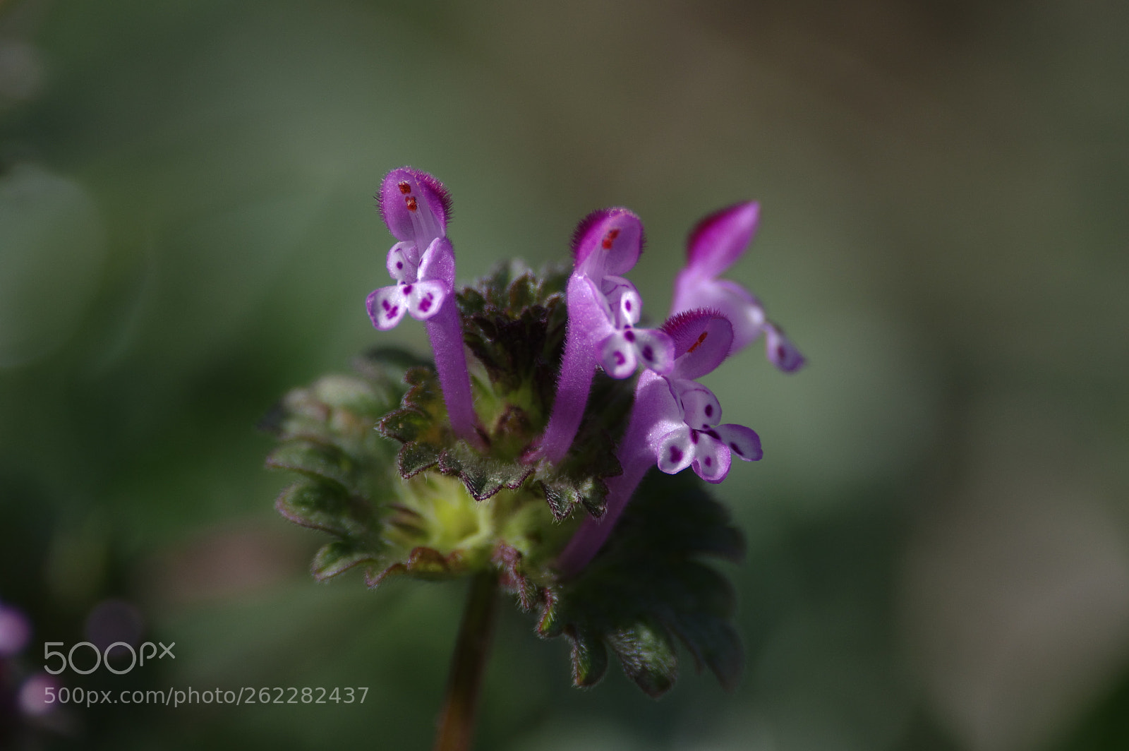 Pentax K-3 II sample photo. Lamium amplexicaule photography