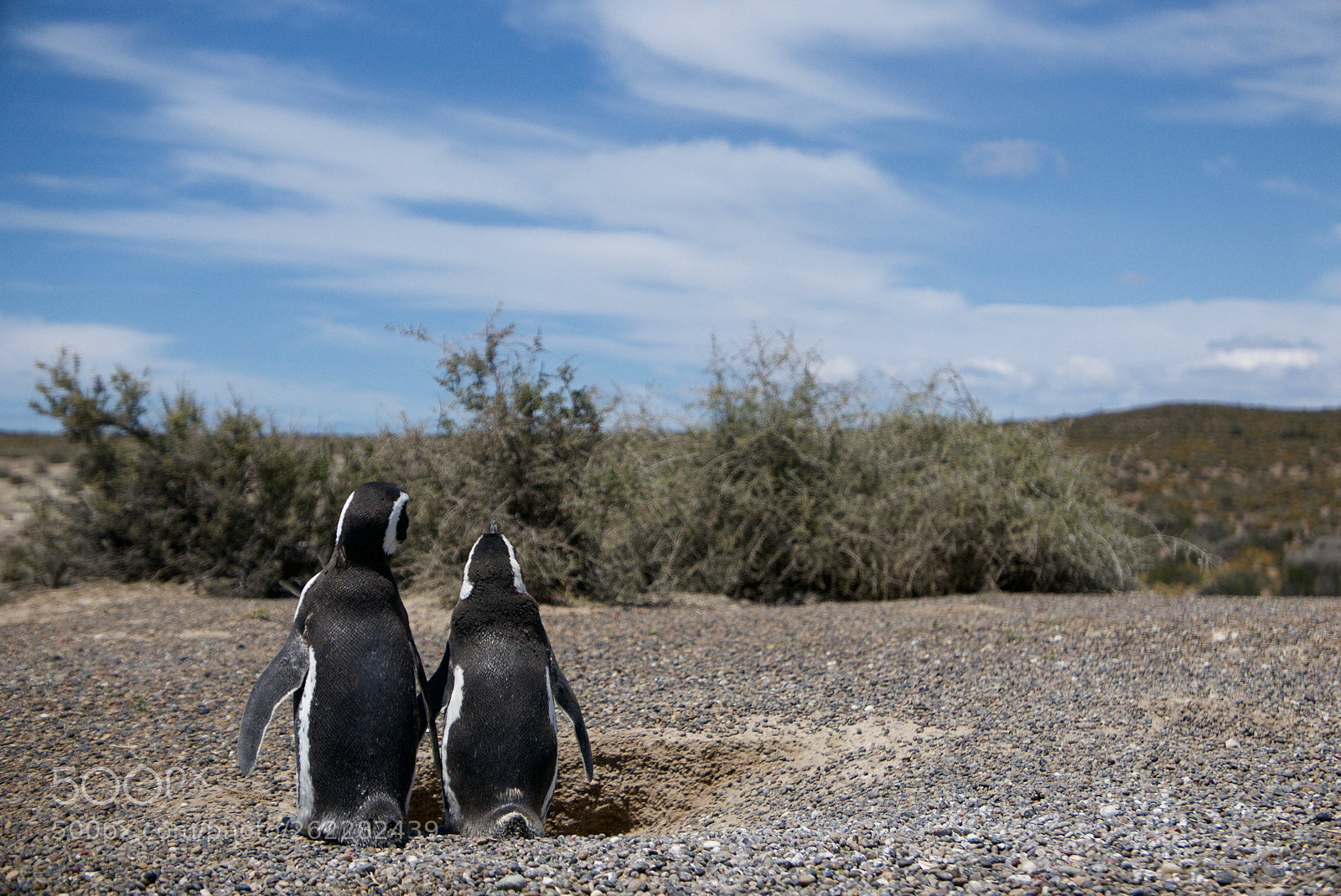 Panasonic Lumix DMC-LX100 sample photo. Penguin parents photography