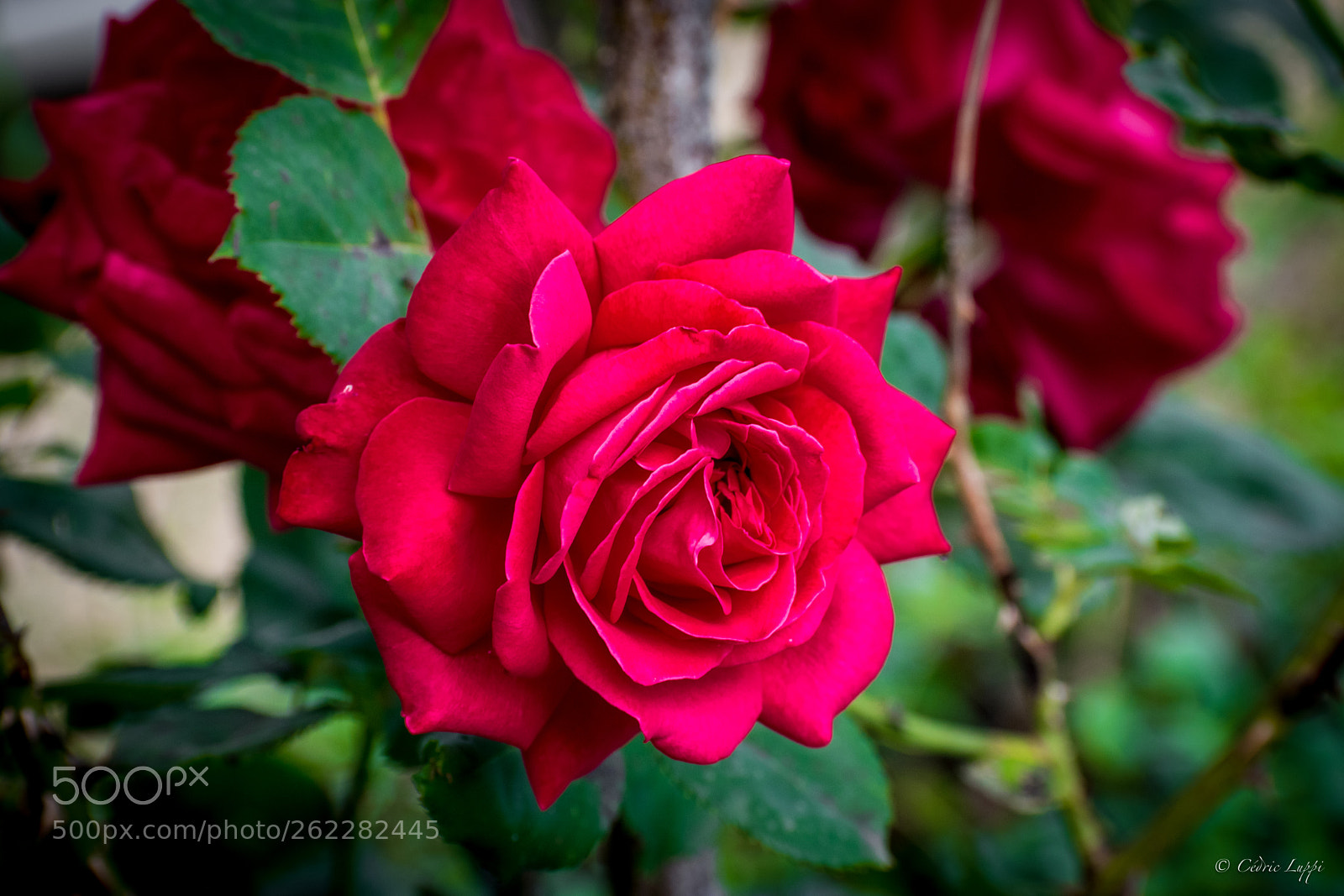 Nikon D5500 sample photo. Painting the roses red photography