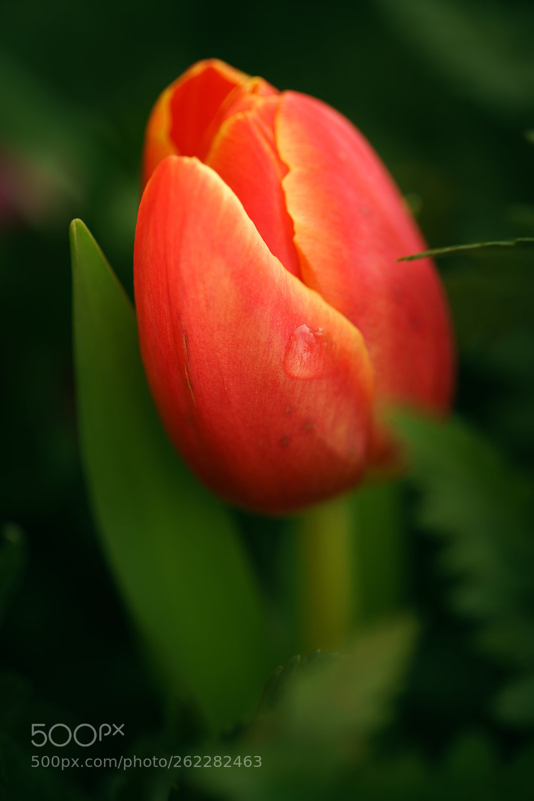 Sony a7R III sample photo. Untitled photography