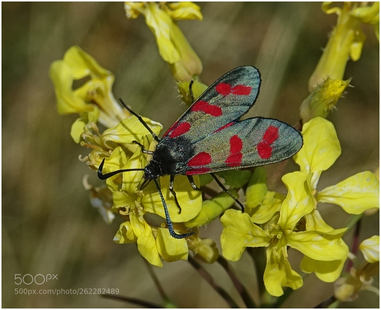 Sony Cyber-shot DSC-RX10 III sample photo. Spot burnet moth photography