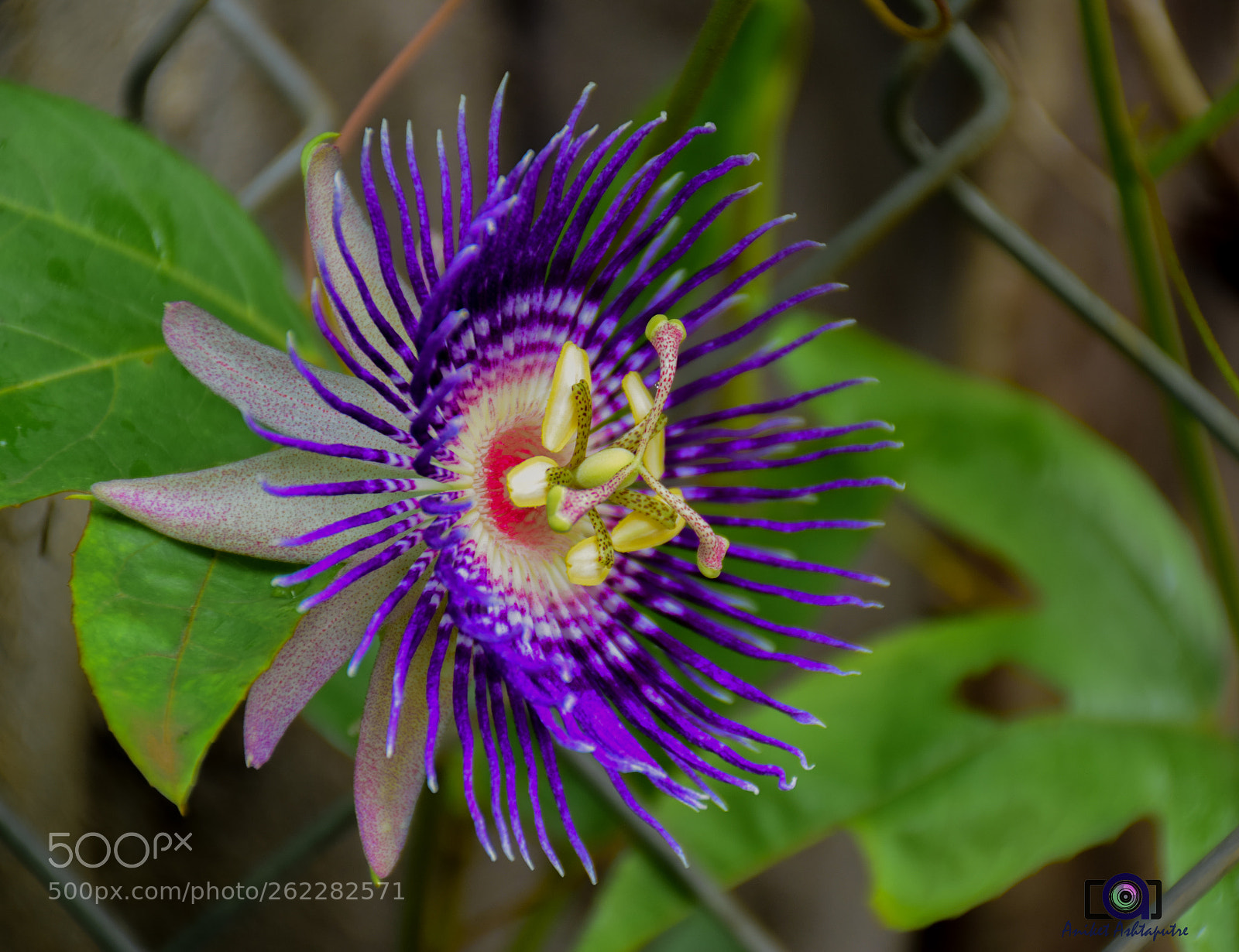 Nikon D5300 sample photo. Passion flower / krishna kamal photography