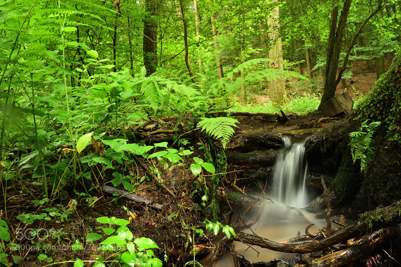 Nikon D5600 sample photo. Im wald photography