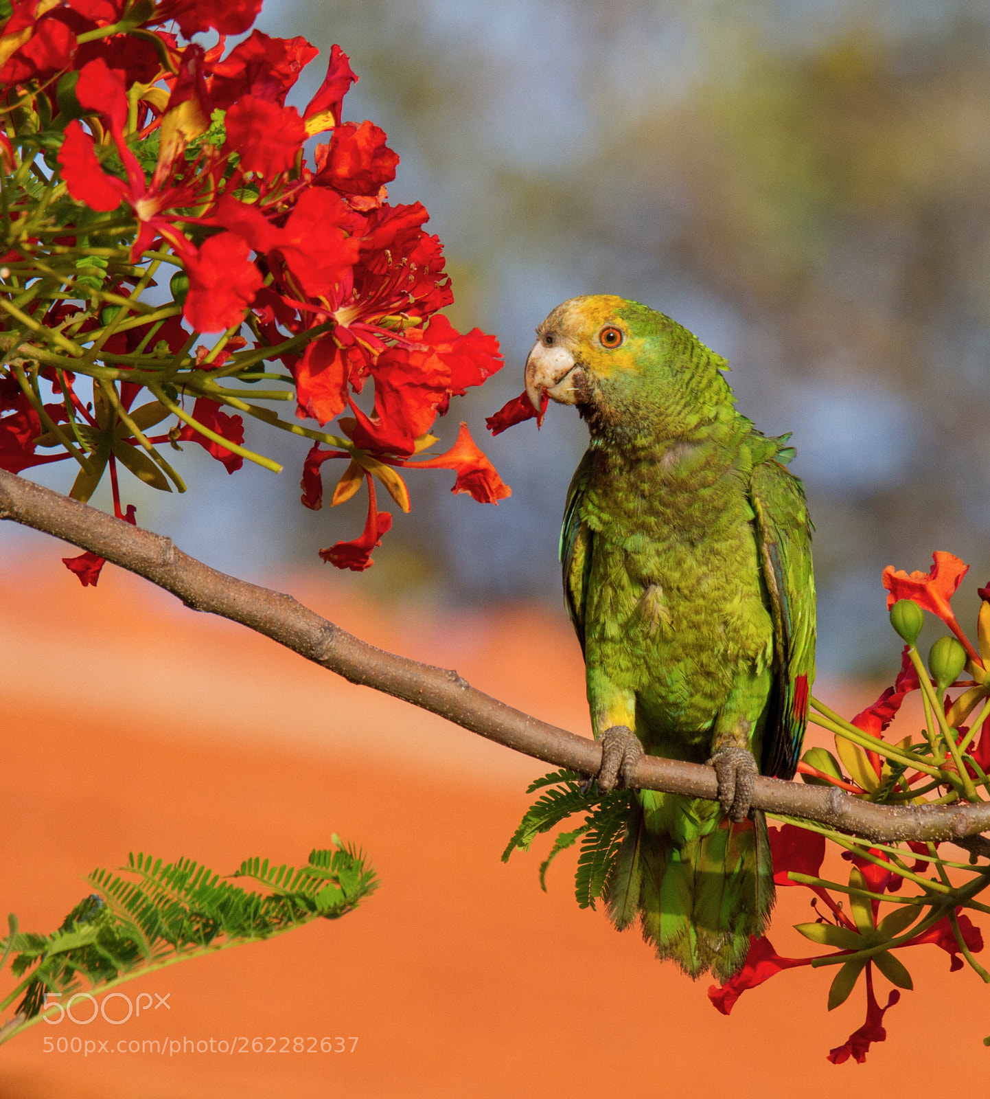 Canon EOS 7D sample photo. Yellow-shouldered parrot photography