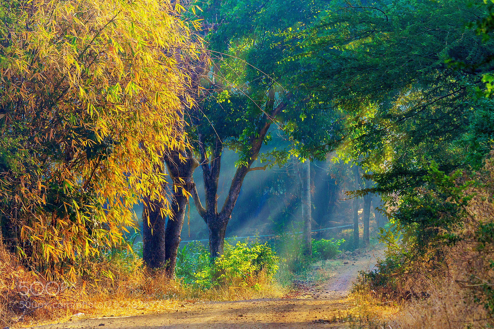 Canon EOS 7D sample photo. Nature trail.. photography