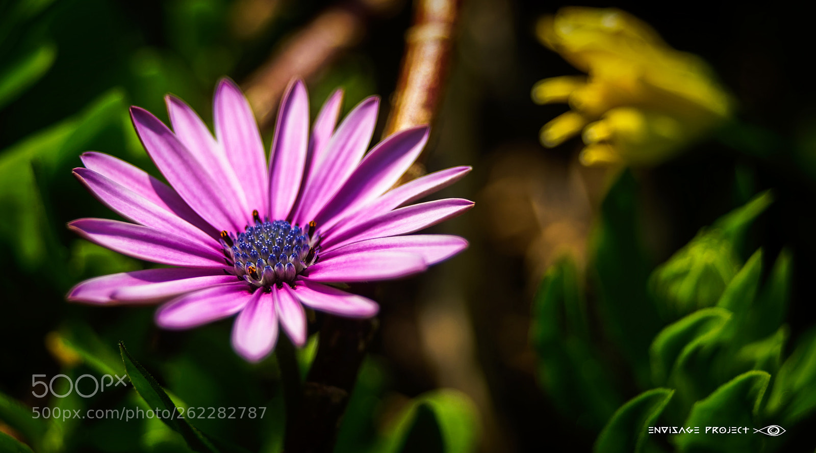 Sony a7R sample photo. Daisy photography