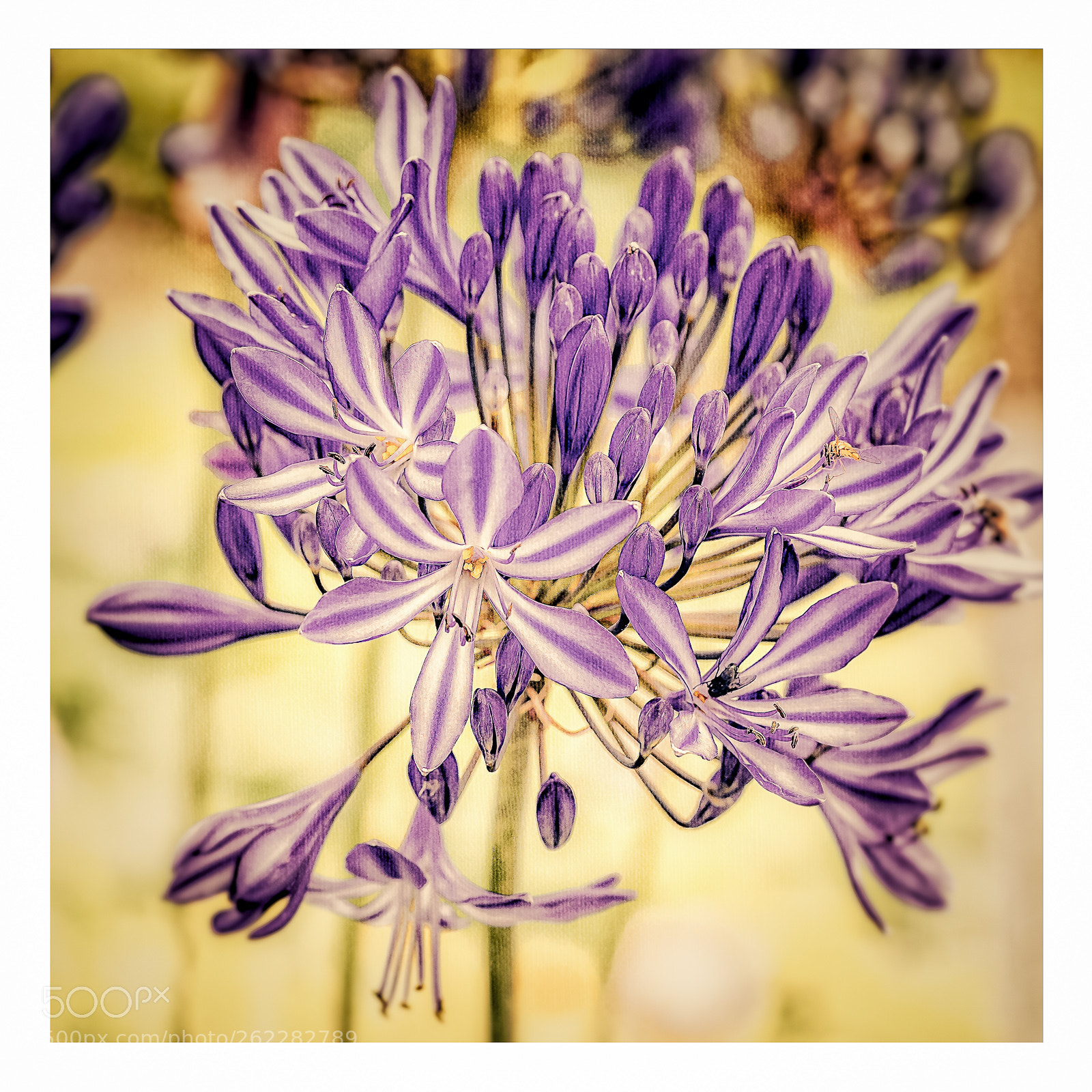 Canon EOS 6D sample photo. Agapanthus photography