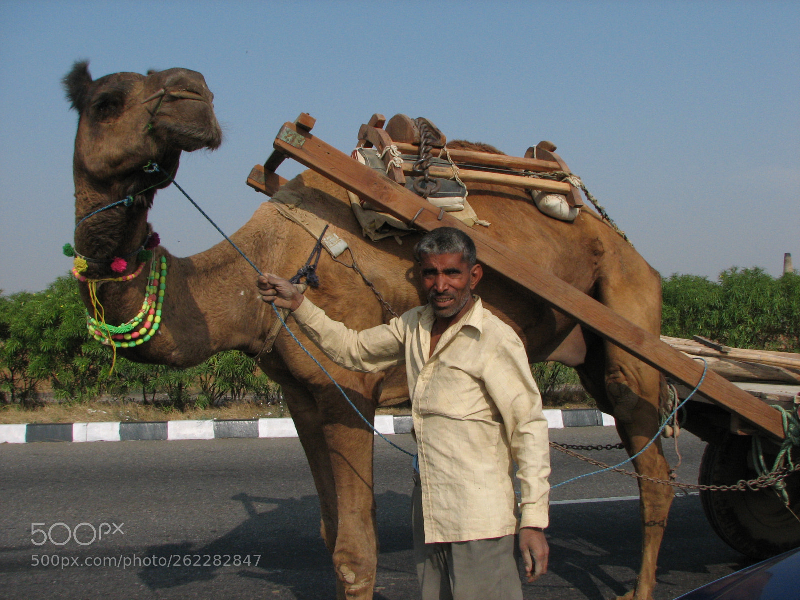 Canon POWERSHOT S2 IS sample photo. Camel photography