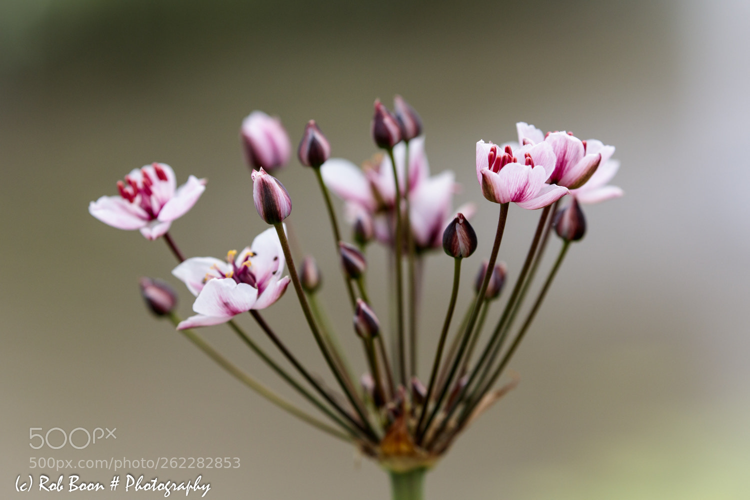 Canon EOS 5DS sample photo. Water flower photography